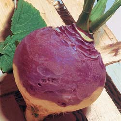 Chou navet Champion collet rouge - Rutabaga